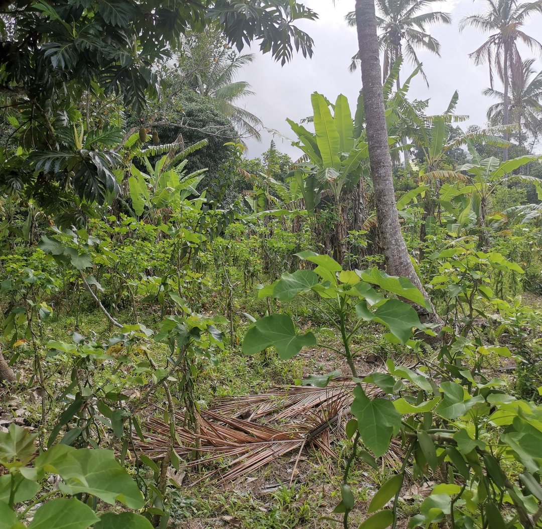 Parcelle agroforestière comorienne de vanille et végétation tropicale